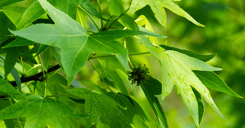Keeping the Sweetgum Means Managing Confirmed Suckers