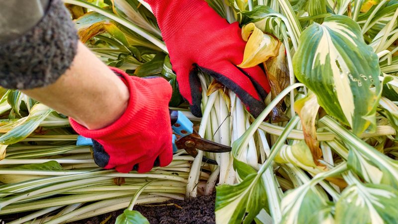 Remove Debris and Old Leaves