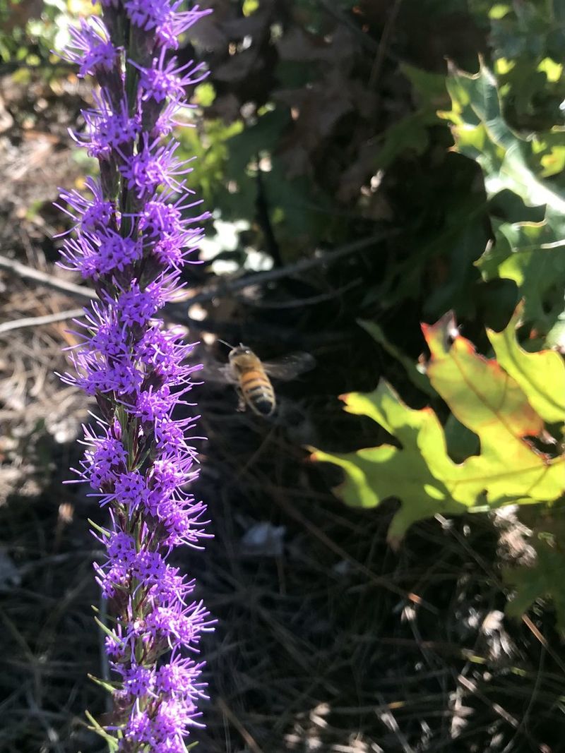 Protect the blooms from pests and pesticide drift