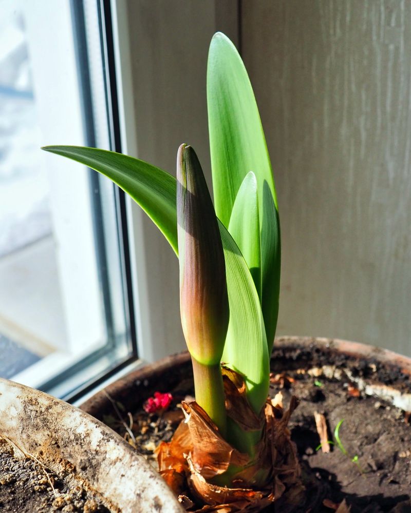 Protect the bulb and plan beyond Christmas