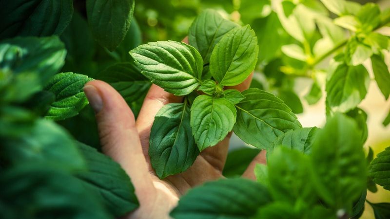 Treat the Herb Idea as an Unproven Scent Experiment