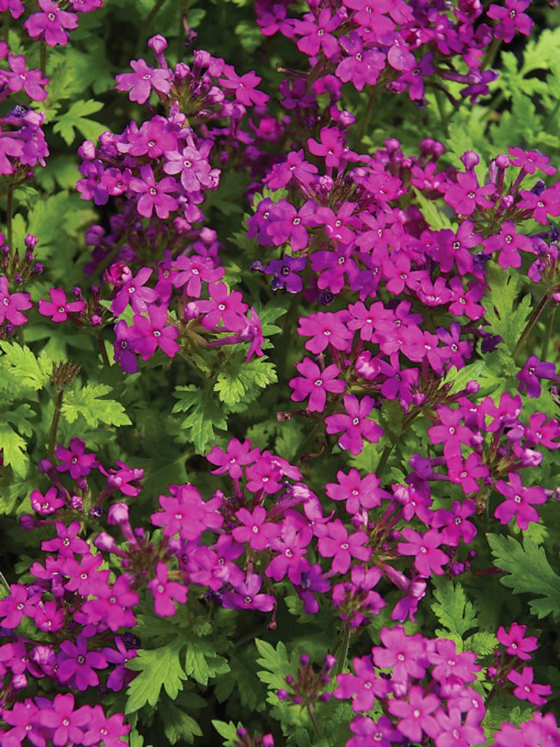Its three-season bloom has a real North Carolina calendar