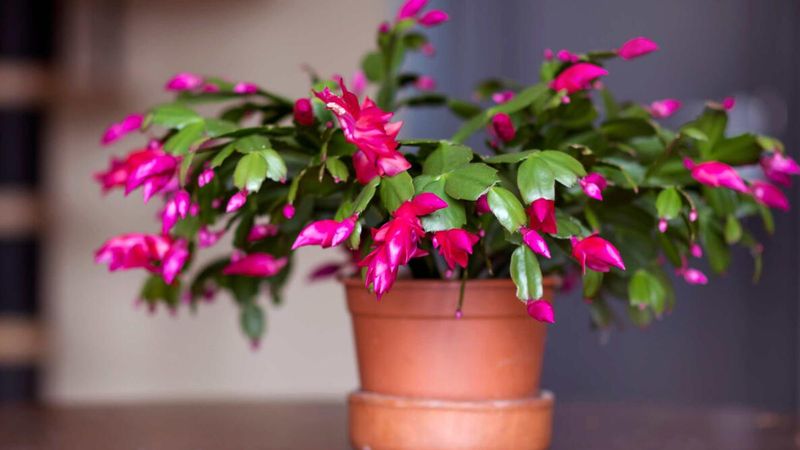 Let fall bring the main flowering signals