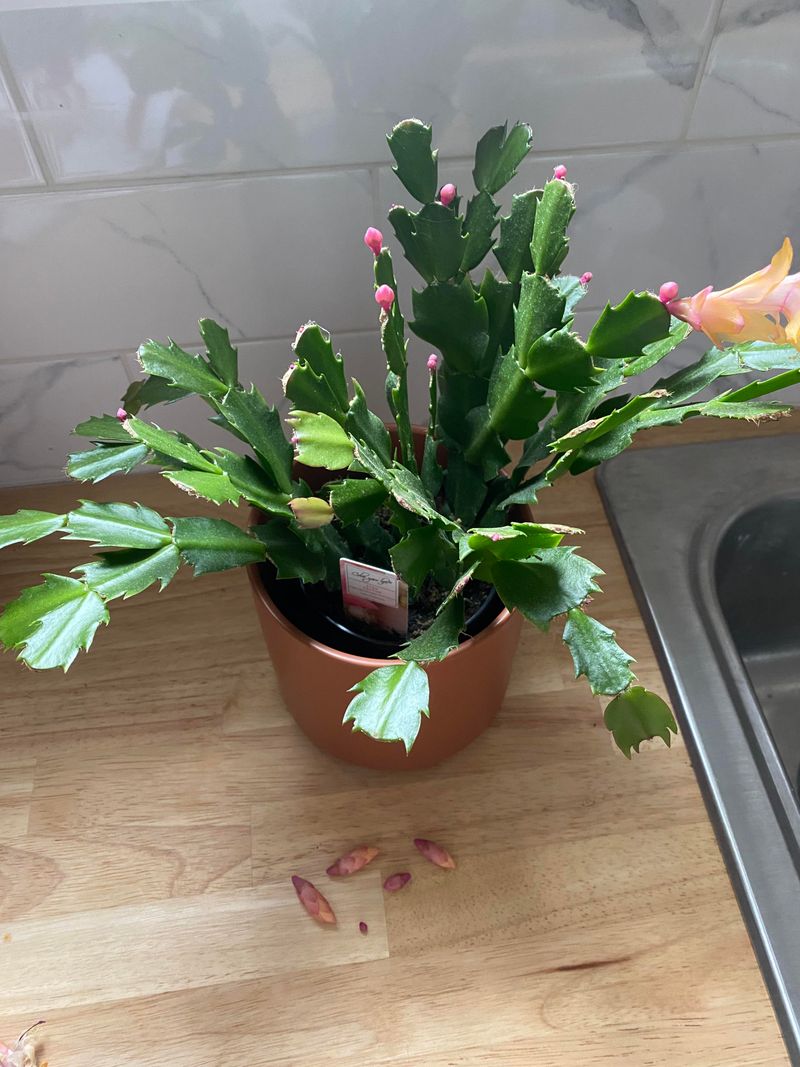 Why can a move unsettle developing buds?