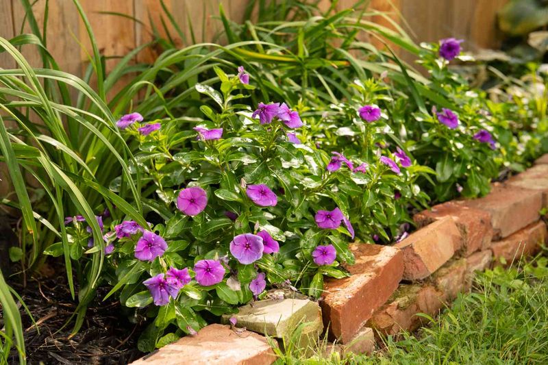 Vinca (Catharanthus roseus)
