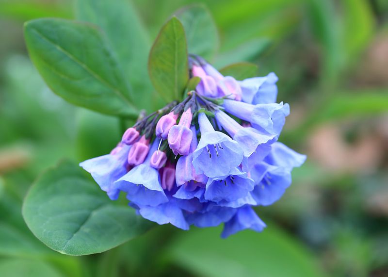 Virginia Bluebells (Mertensia virginica)