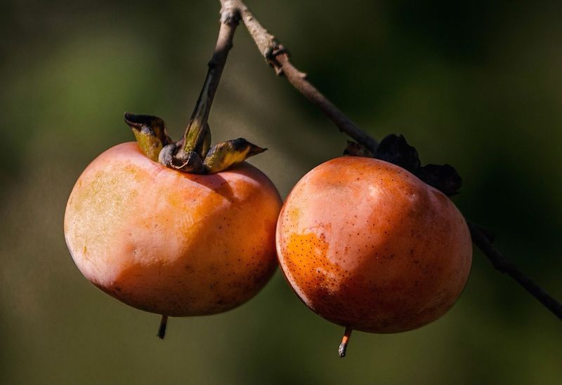 Foxes and other wildlife eat persimmons