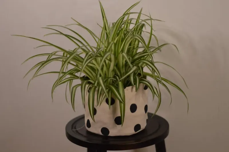 Keep the spider plant healthy—and the promise modest