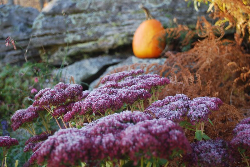 Sedum Autumn Joy