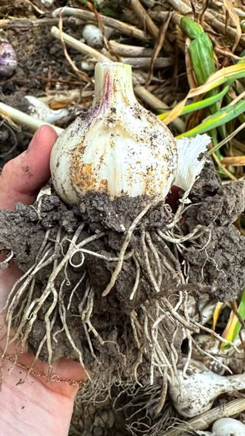 Inspect Sample Bulbs Before Harvesting