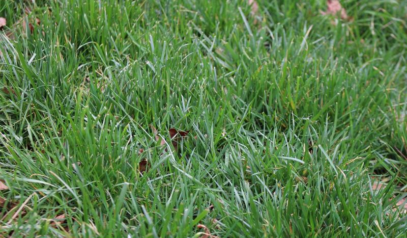 Fall fertilizer is not automatically the culprit