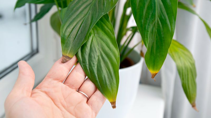 If new tips still brown, investigate water quality and the room
