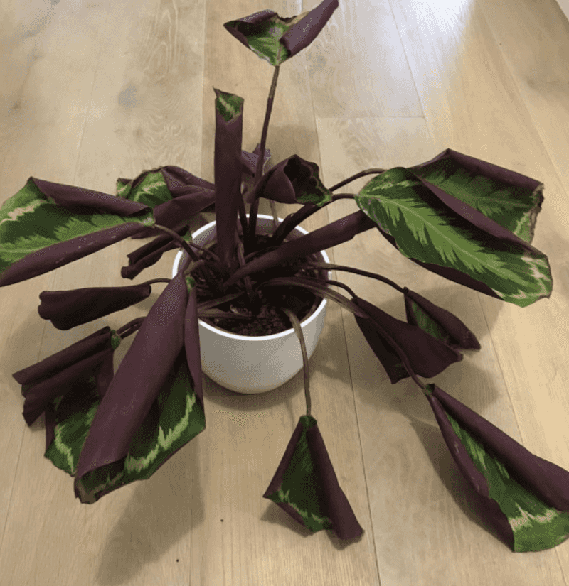 Leaves Curling Inward To Save Moisture (Underwatering)