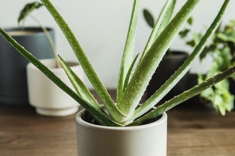 Aloe Vera