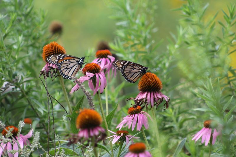 Skip The Pesticides And Trust The Ecosystem