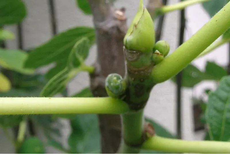 Tipping Branches Without Checking for Fruitlets