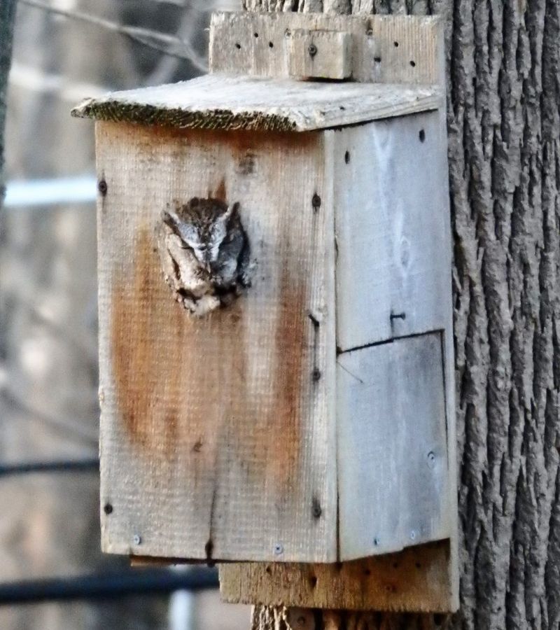 A nest box can replace a missing cavity without guaranteeing occupancy