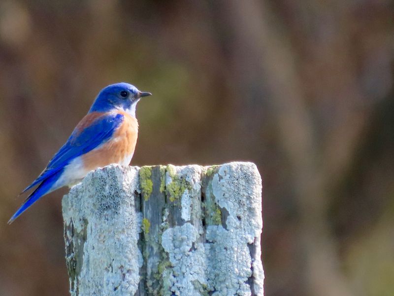 How a low perch can help a bluebird find food