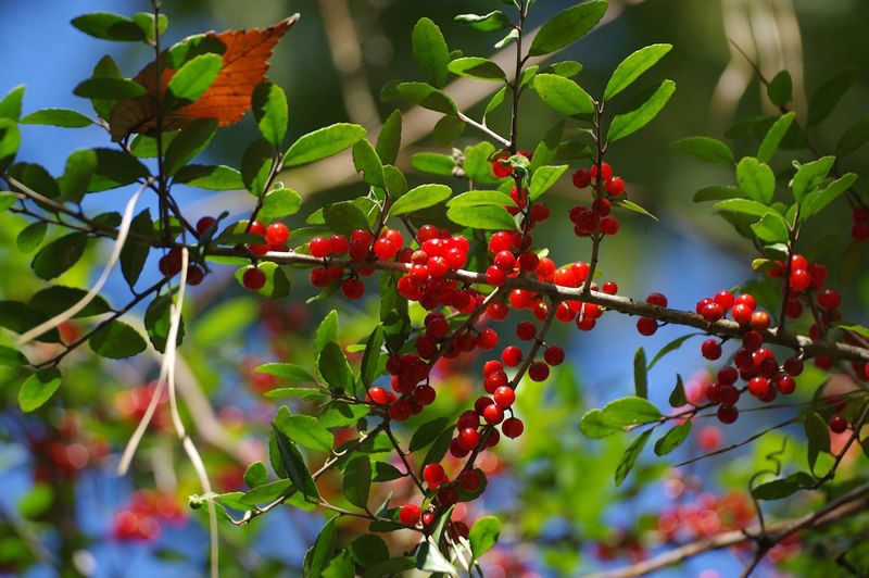 Yaupon Holly (Ilex vomitoria)