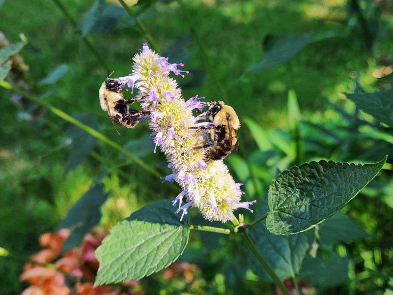 Anise Hyssop (Agastache foeniculum)