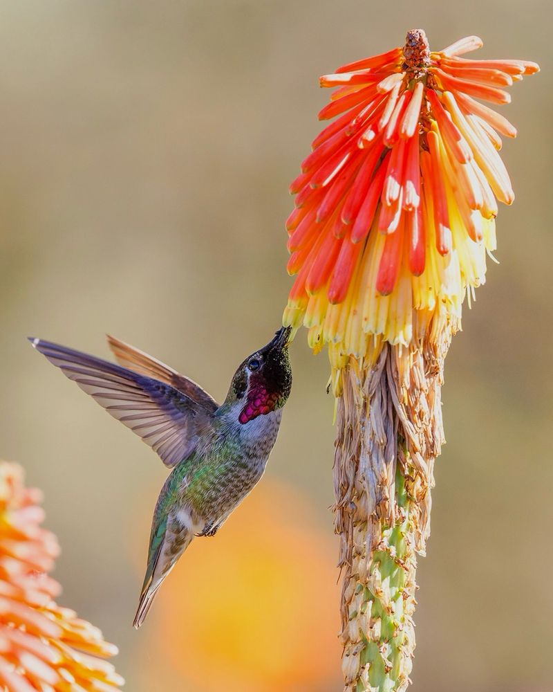 Red Hot Poker