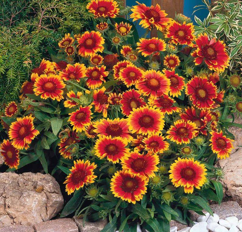 Gaillardia (Blanket Flower)