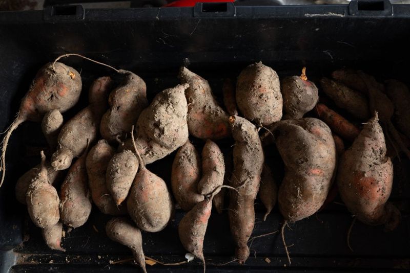 Follow the sequence to keep more of the harvest