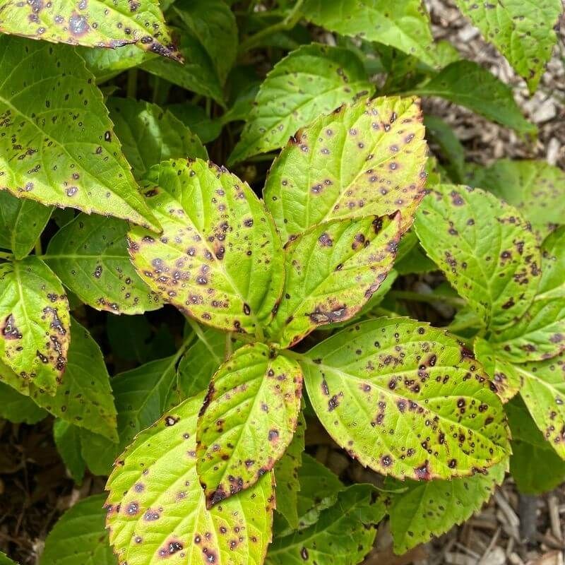 Match your response to the symptom before winter
