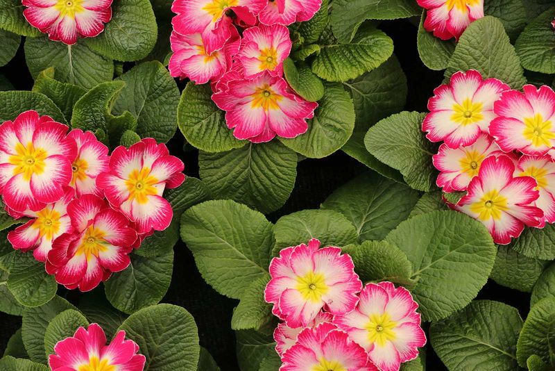 Primrose