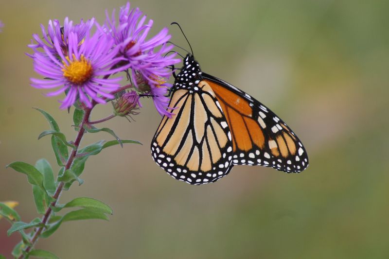Butterfly visits are possible, not a backyard guarantee