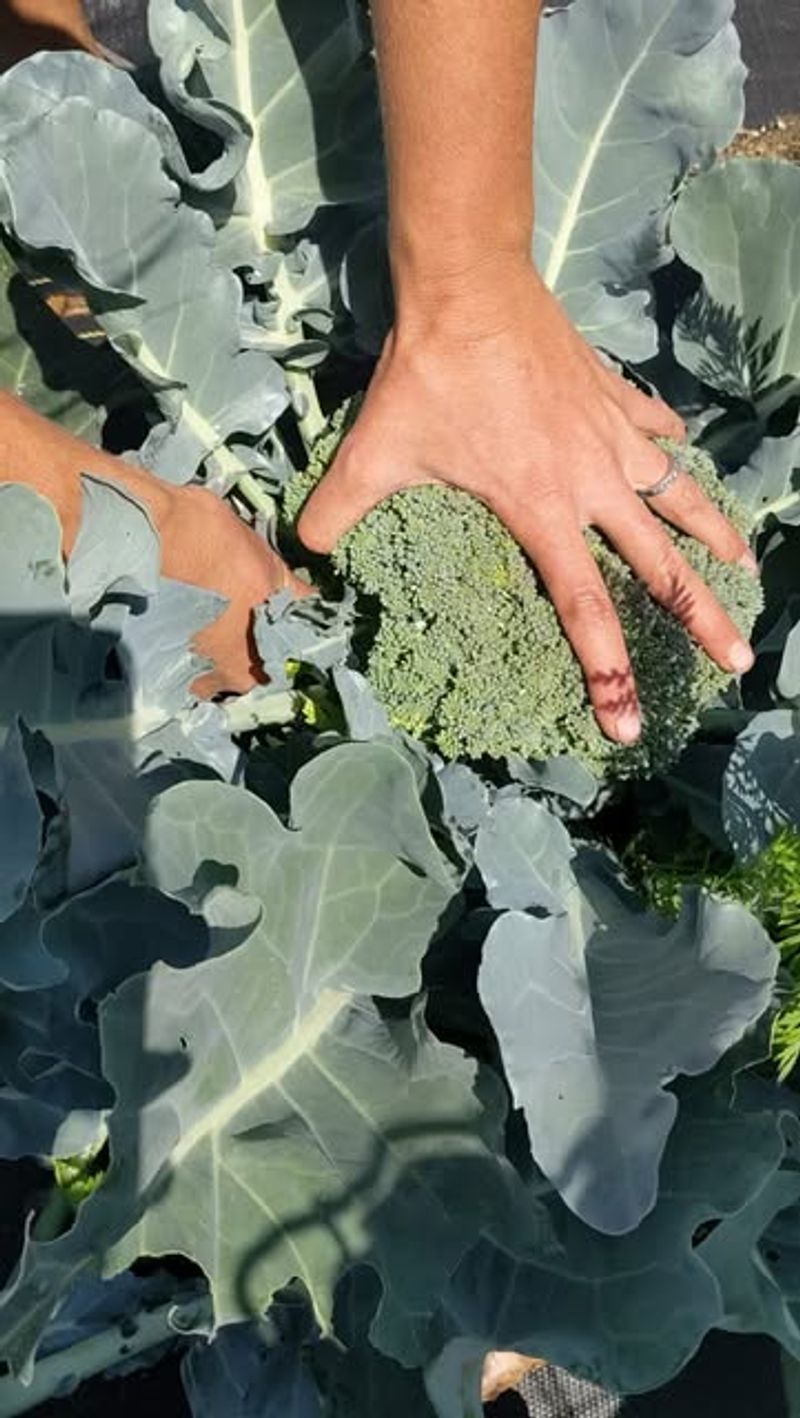 Cultivar and transplant choices shape heat exposure