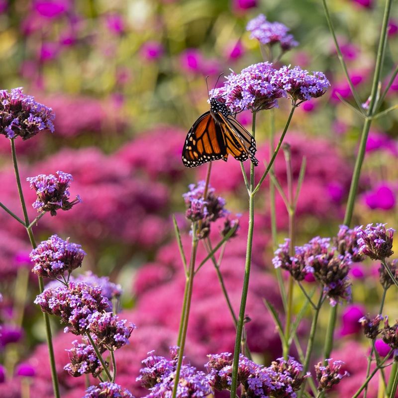 Add pollinator value without promising specific visitors
