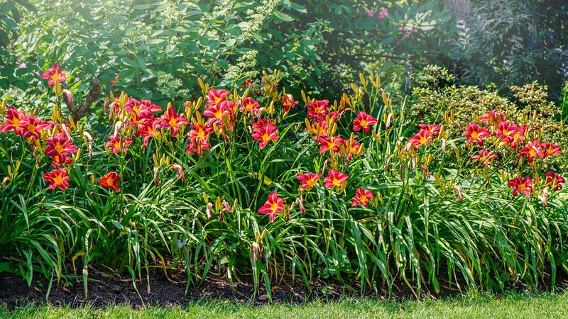 The useful post-bloom step is cleanup, not a guaranteed rescue