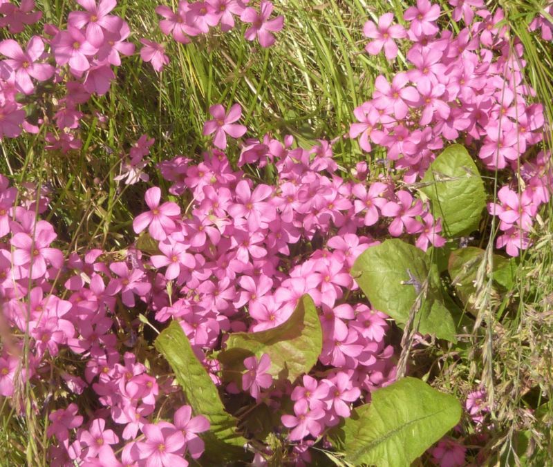 Oxalis articulata (Pink Sorrel)