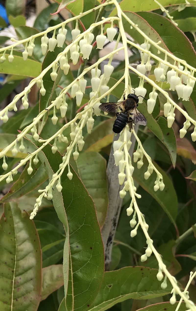 Sourwood’s bloom arrives in early to midsummer, not all season