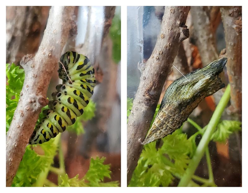 A butterfly may emerge weeks later—or the following spring