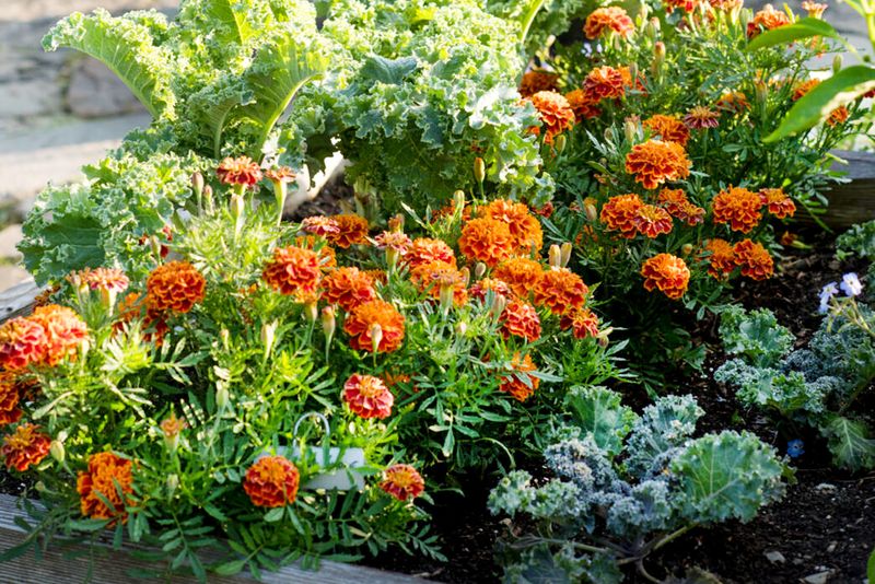 They Add A Splash Of Color That Lifts The Whole Garden