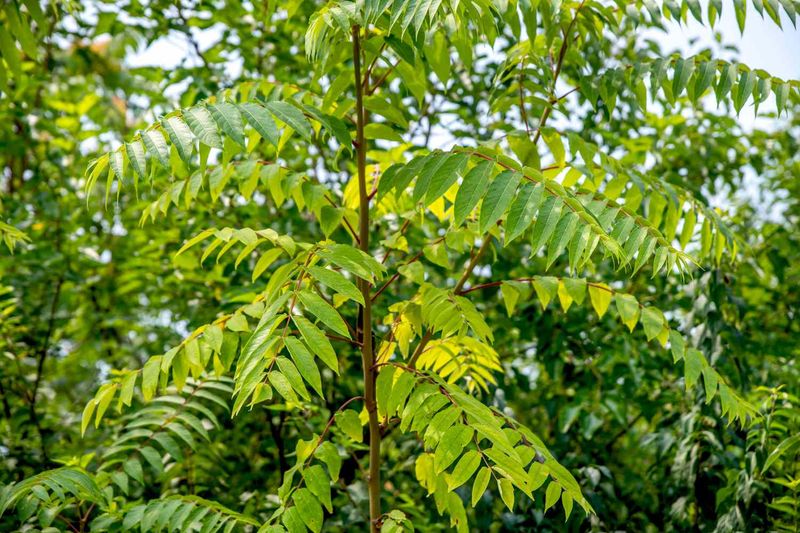 Plan control around the tree’s seasonal growth