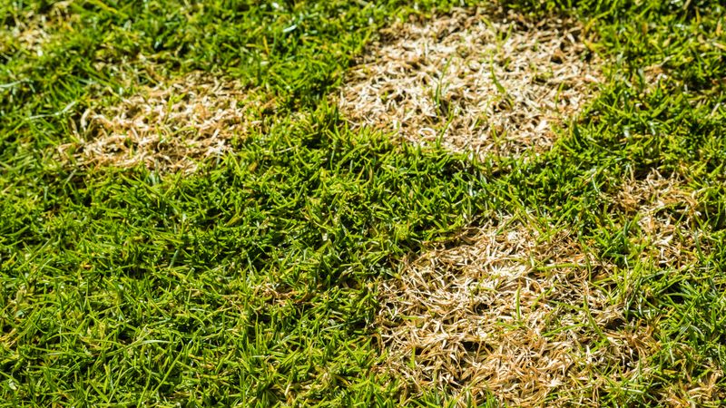 Brown Patches From Disease