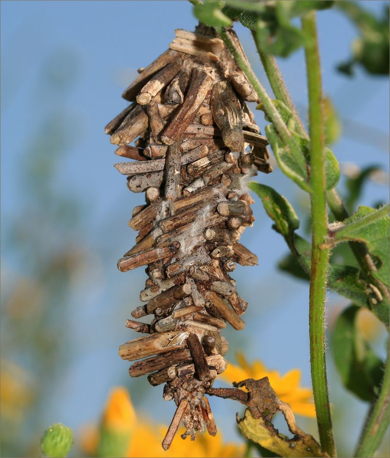 Could the silk case be a bagworm?