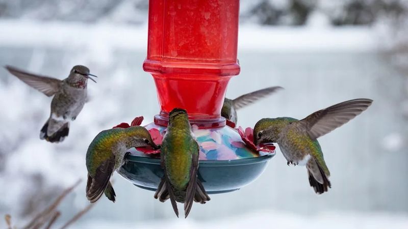 Still seeing a hummingbird in freezing weather?