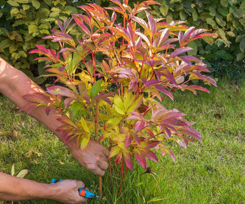 Cut Back Yellowing Foliage