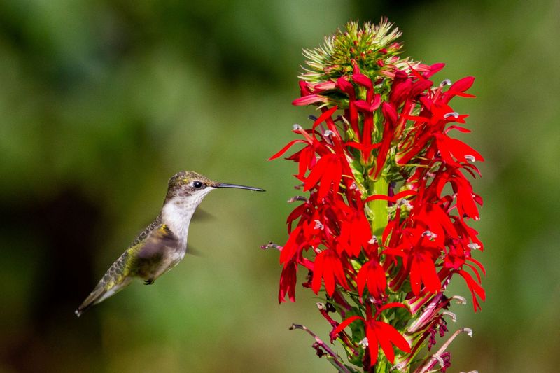 Natural flowers and seasonal behavior can change feeder use