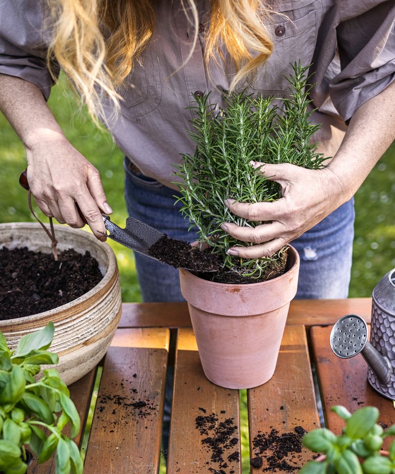 Repot Into Containers That Drain