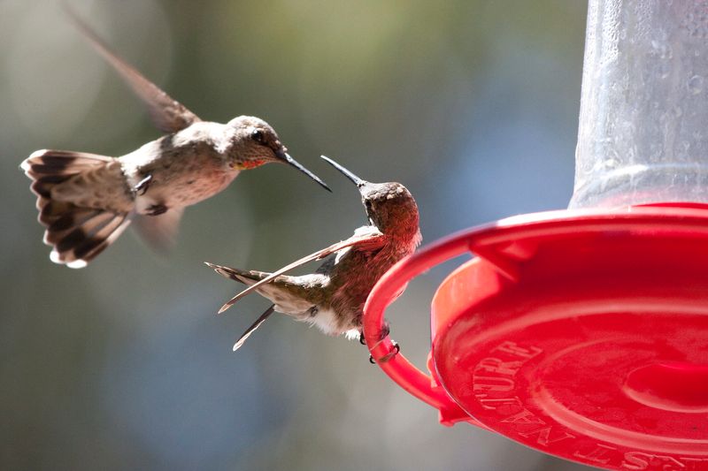 One Dominant Bird Can Make a Good Feeder Look Ignored