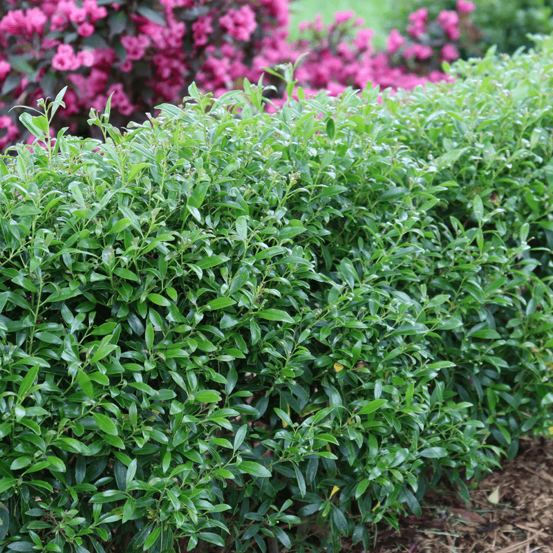 Inkberry Holly