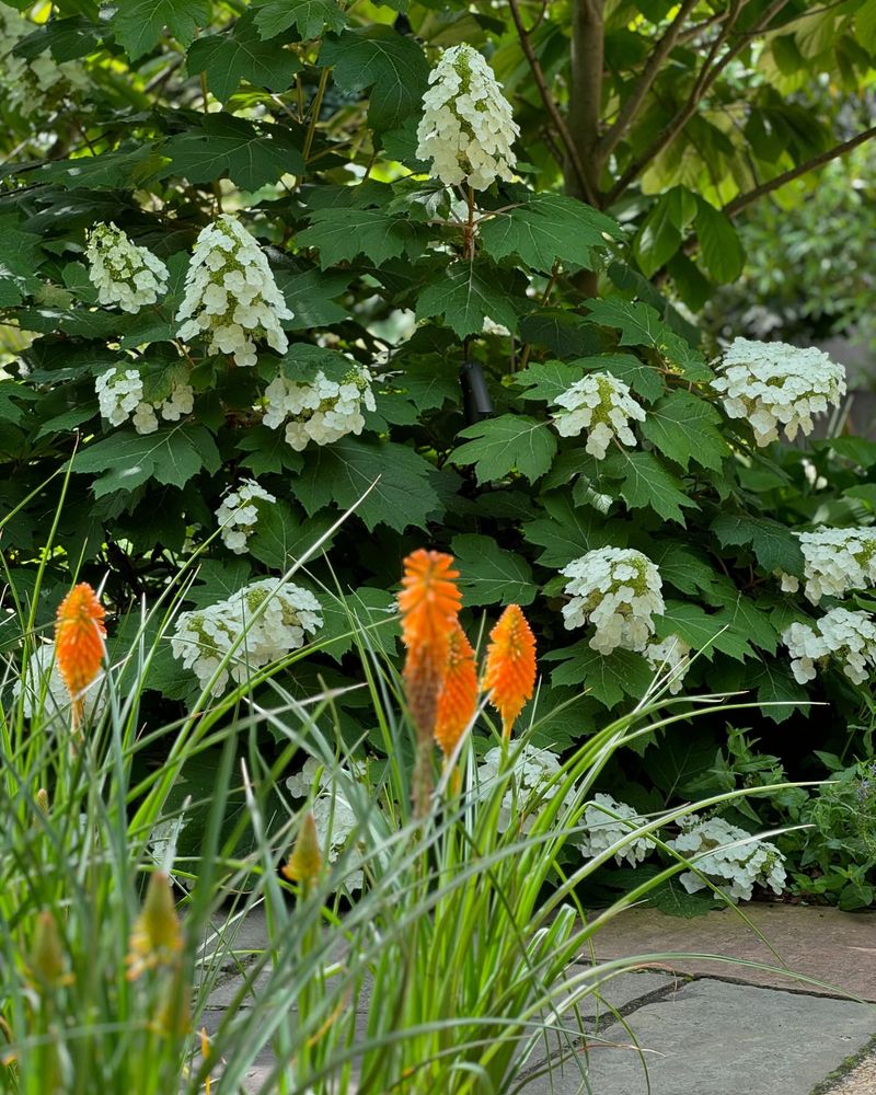 Oakleaf Hydrangea