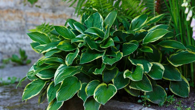 Keep Healthy Green Leaves Working Until They Decline