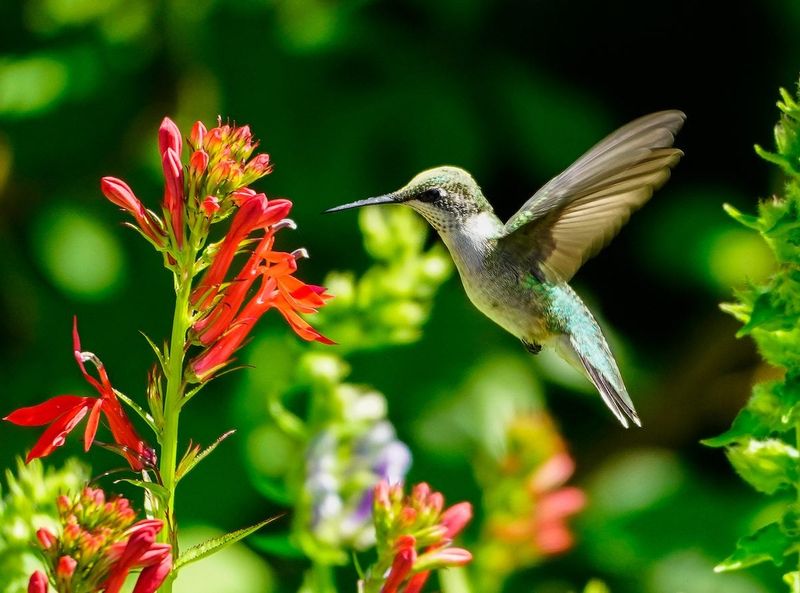 Treat cardinal flower as an invitation, not a guarantee