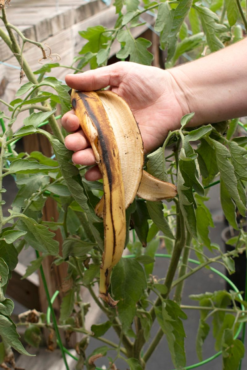 Banana Peels for Tomatoes and Geraniums